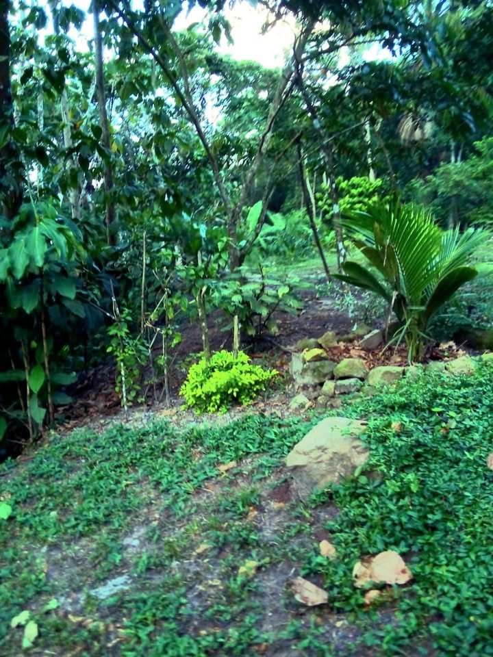 Terreno en Tarapoto, San Martín — foto 6