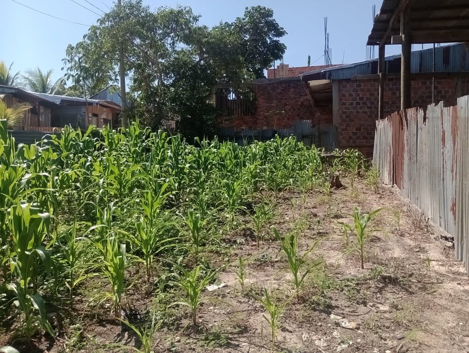 Terreno en Yurimaguas, Loreto — foto 3