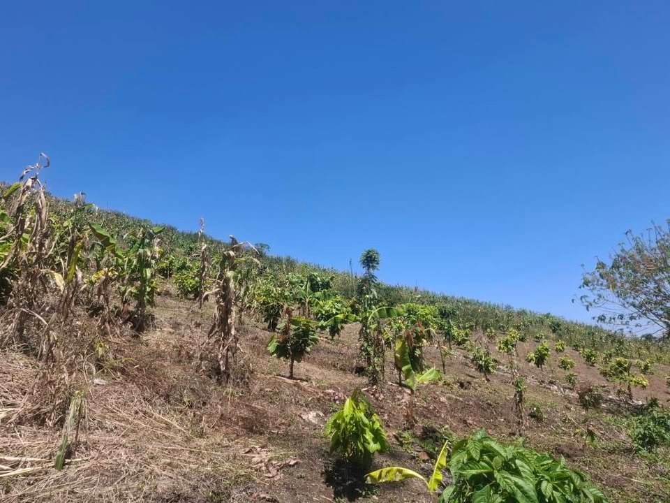 Chacra en La Banda de Shilcayo, San Martín — foto 3