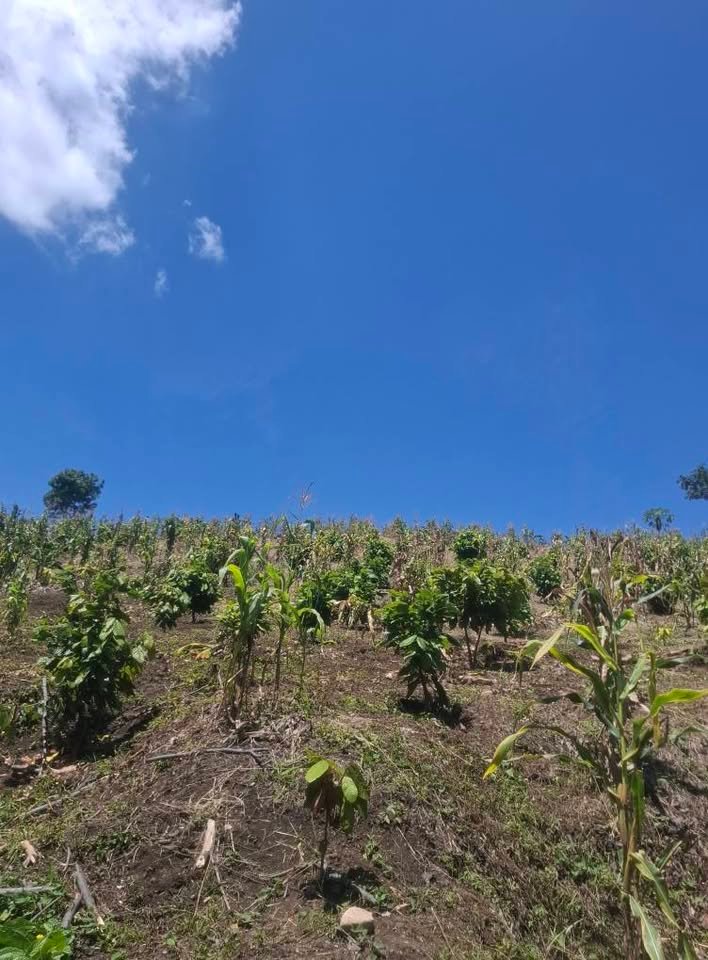 Chacra en La Banda de Shilcayo, San Martín — foto 4