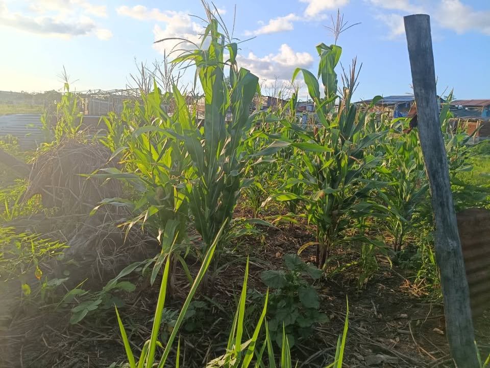 Terreno en Belén, Loreto — foto 2