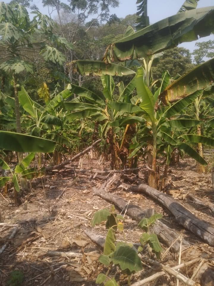 Chacra en Yurimaguas, Loreto — foto 5