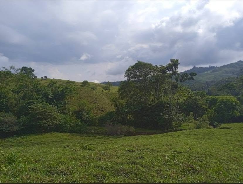 Chacra en San José de Sisa, San Martín — foto 4