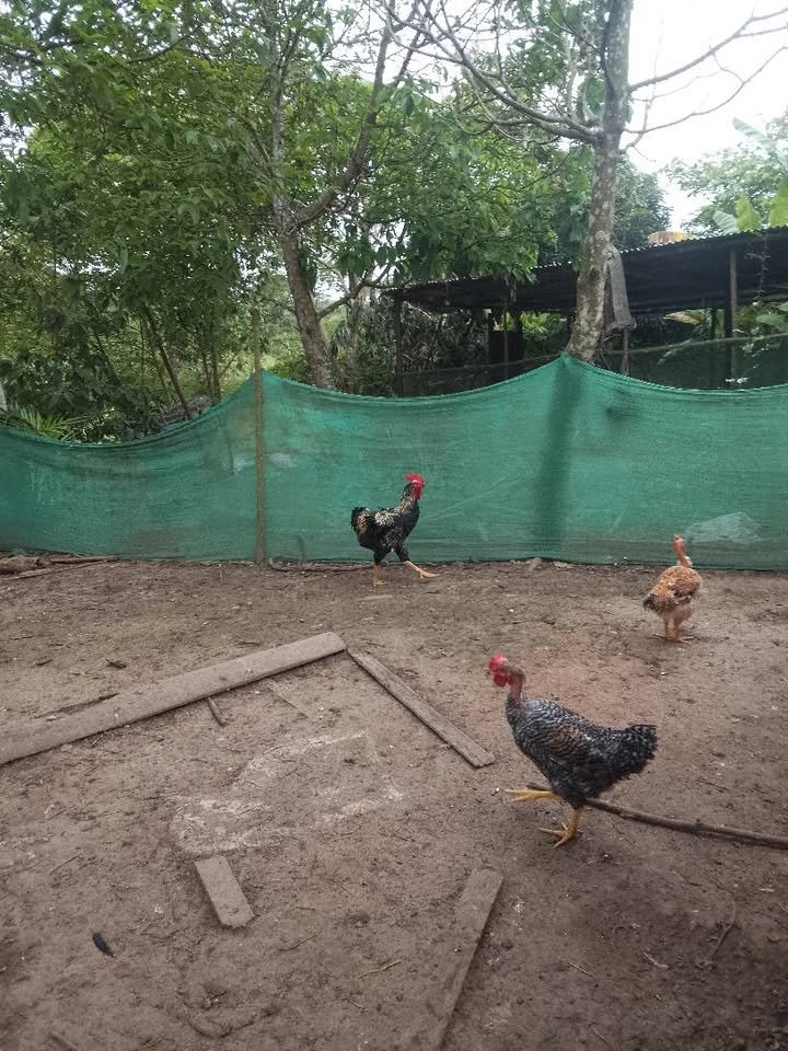 Lote en Yurimaguas, Loreto — foto 5