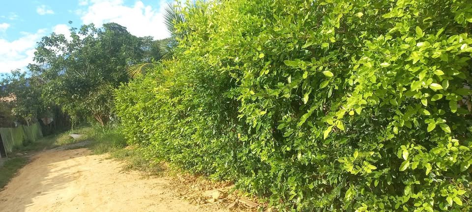 Lote en Lamas, San Martín — foto 2