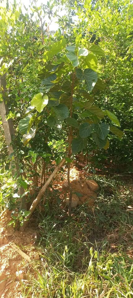 Lote en Lamas, San Martín — foto 5