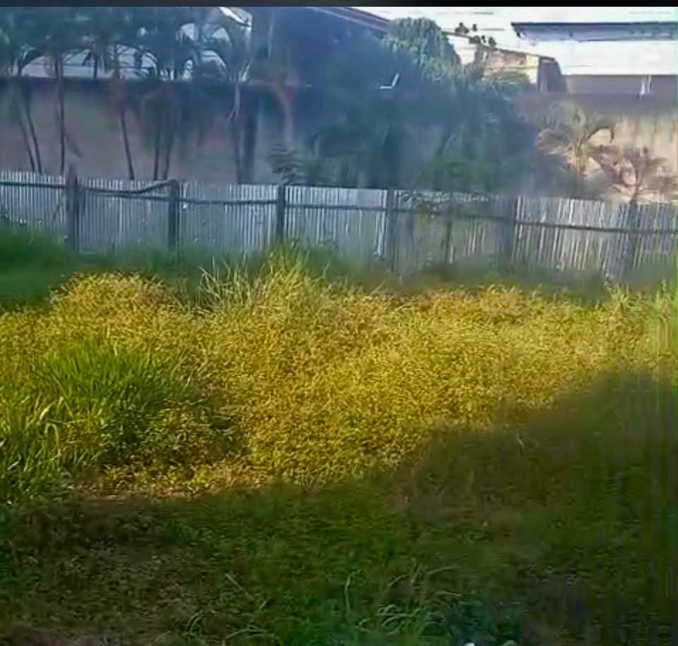 Lote en Tarapoto, San Martín — foto 4