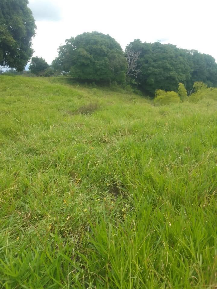 Finca / fundo en Moyobamba, San Martín — foto 6
