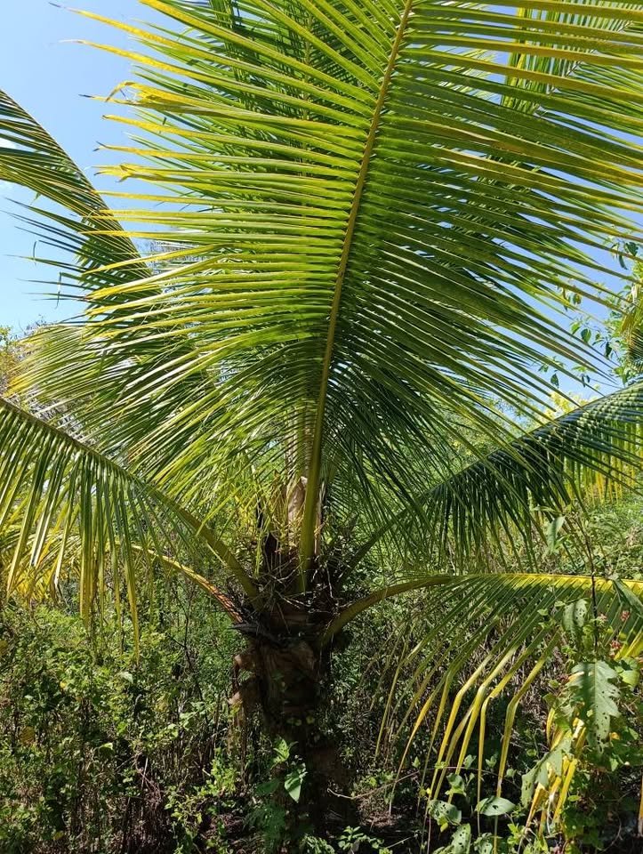Terreno en La Banda de Shilcayo, San Martín — foto 4