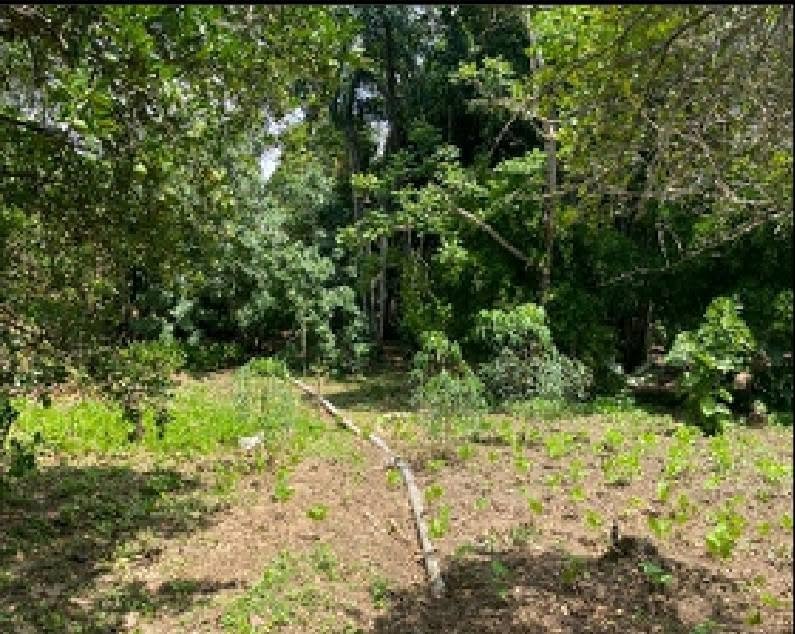 Terreno en Lamas, San Martín — foto 4