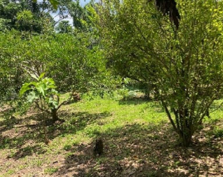 Terreno en Lamas, San Martín — foto 5