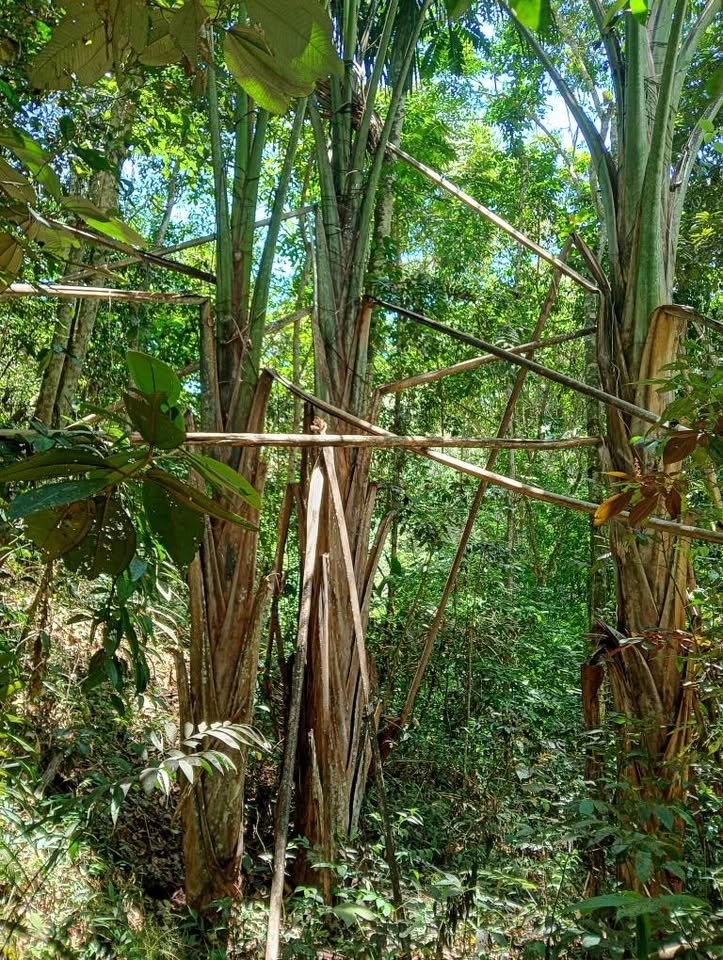 Chacra en Moyobamba, San Martín — foto 2