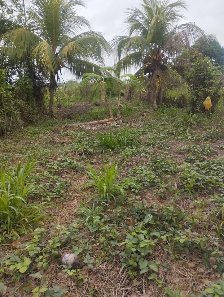 Terreno en Juanjuí, San Martín — foto 2