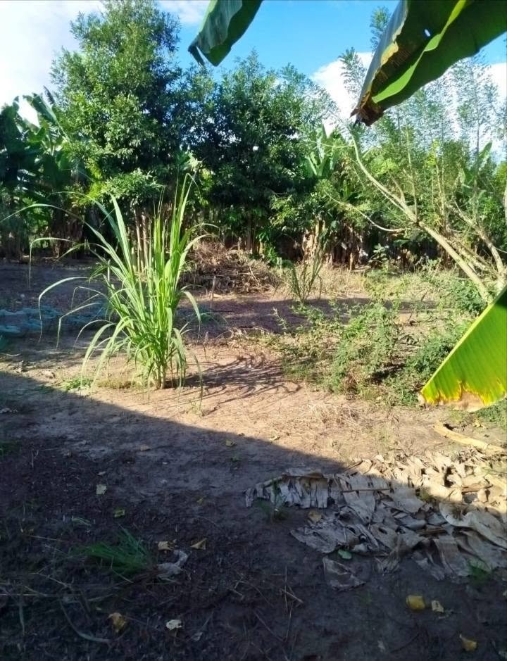 Lote en Tarapoto, San Martín — foto 4