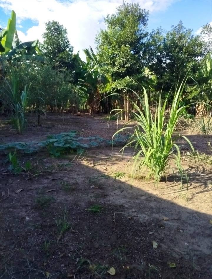 Lote en Tarapoto, San Martín — foto 5