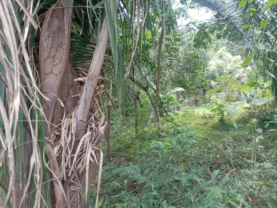Lote en Tarapoto, San Martín — foto 6