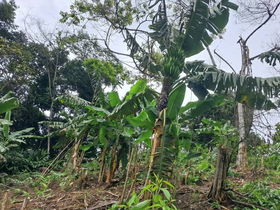 Chacra en San José de Sisa, San Martín — foto 6