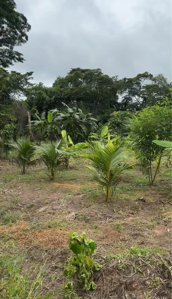 Chacra en Tarapoto, San Martín — foto 3