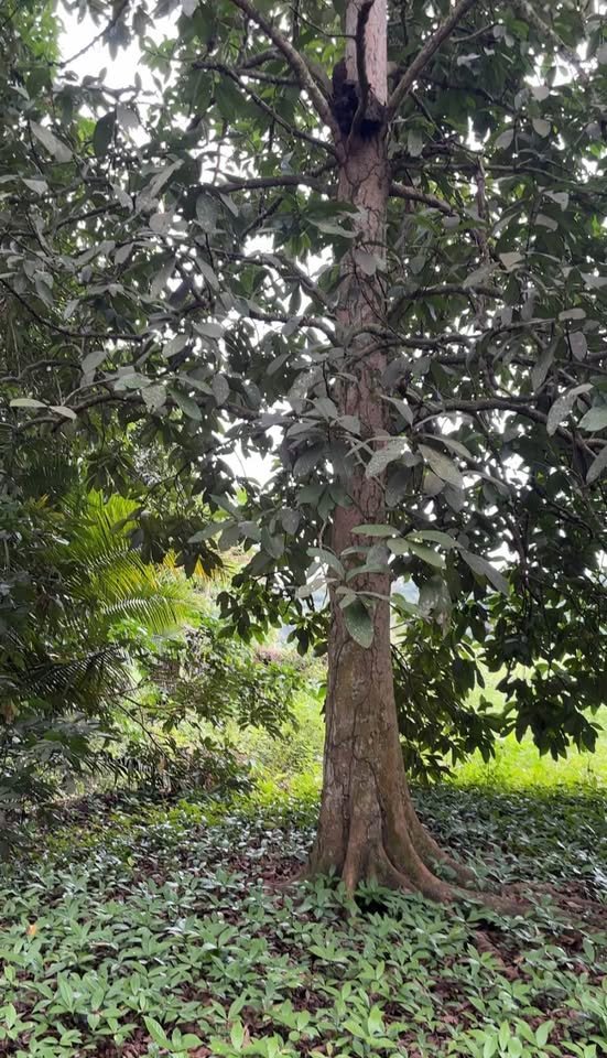 Chacra en Tarapoto, San Martín — foto 5