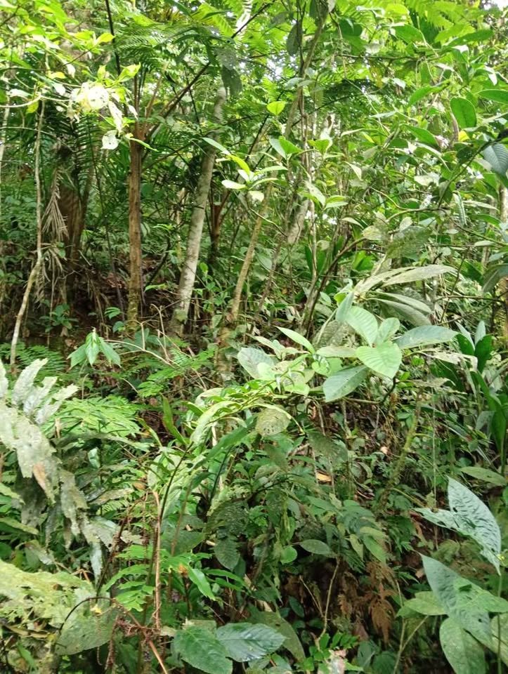 Terreno en Moyobamba, San Martín — foto 2
