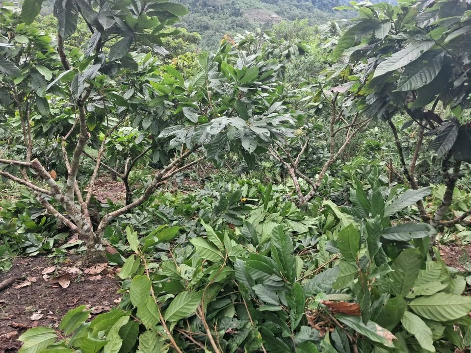 Chacra en San José de Sisa, San Martín — foto 5