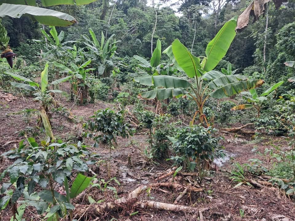 Chacra en San José de Sisa, San Martín — foto 6