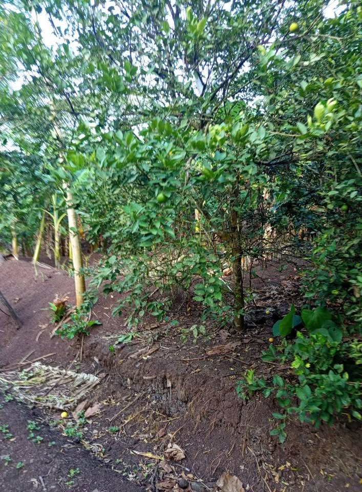 Chacra en Tarapoto, San Martín — foto 2