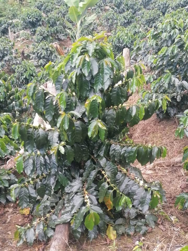 Chacra en Moyobamba, San Martín — foto 2