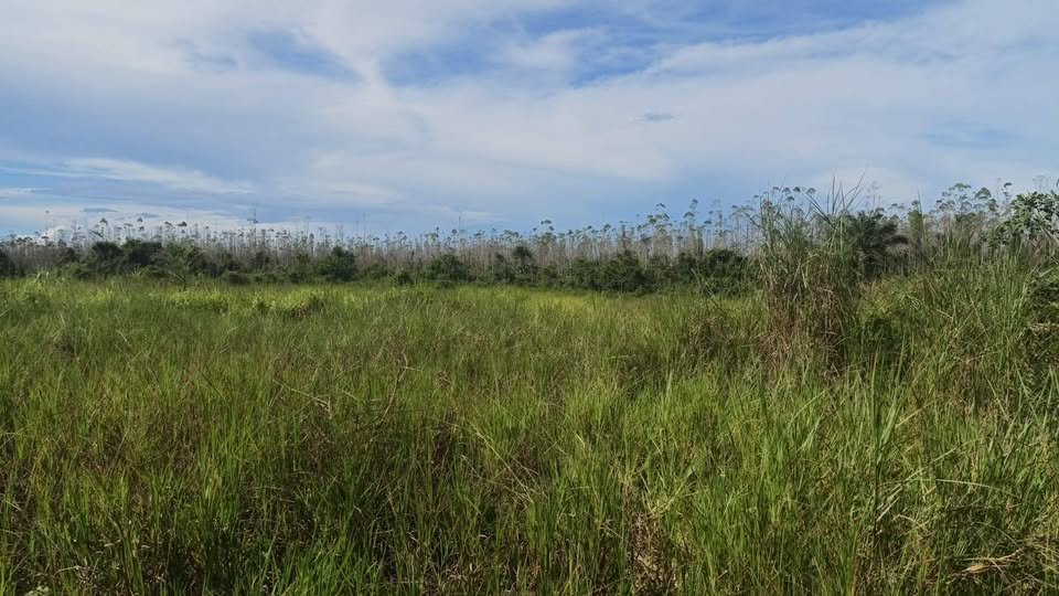 Lote en Neshuya, Ucayali — foto 2