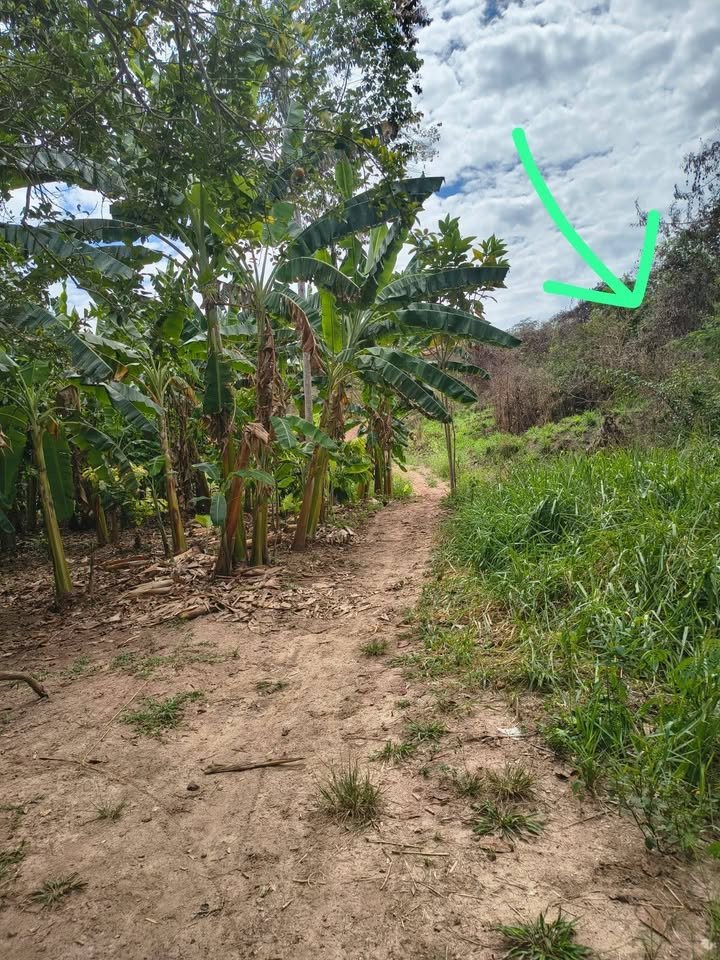 Chacra en Tingo de Ponasa, San Martín — foto 3