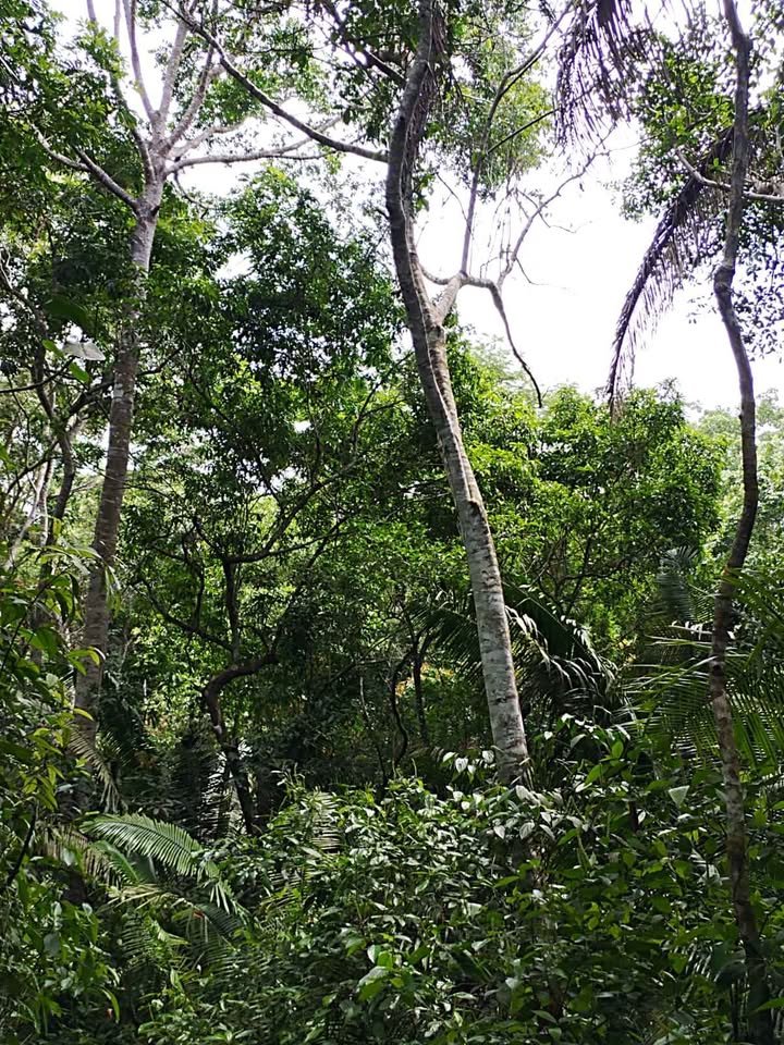 Terreno en Lamas, San Martín — foto 3