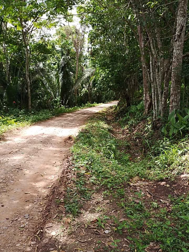 Terreno en Lamas, San Martín — foto 4