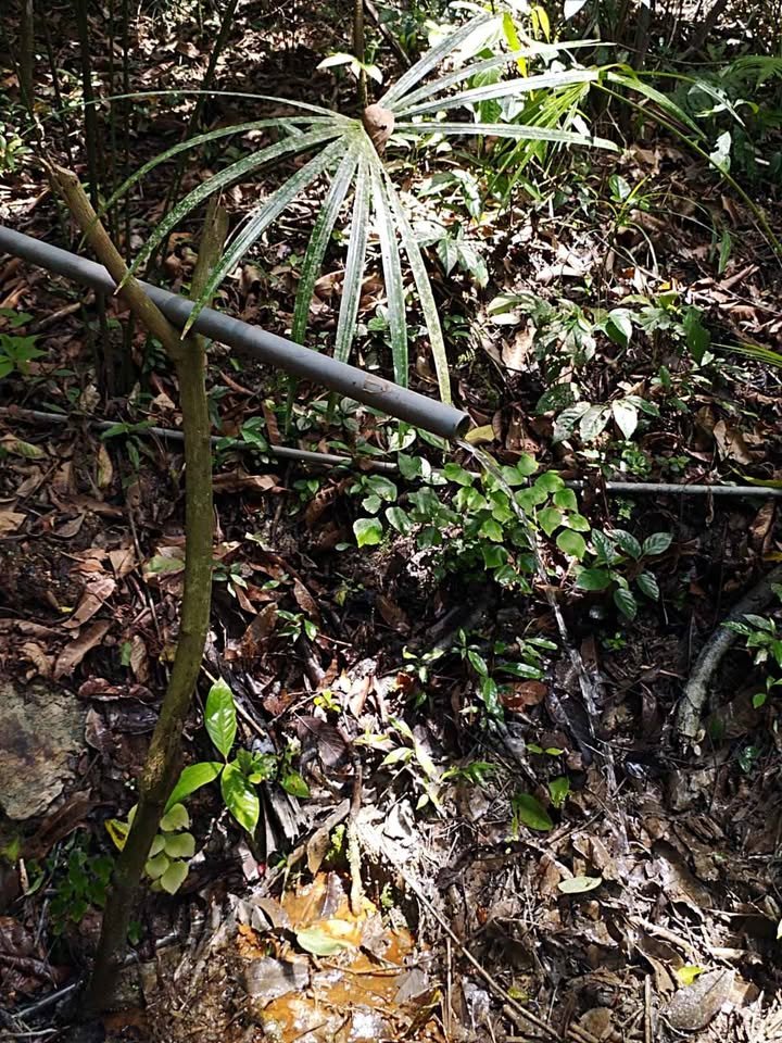 Terreno en Lamas, San Martín — foto 5